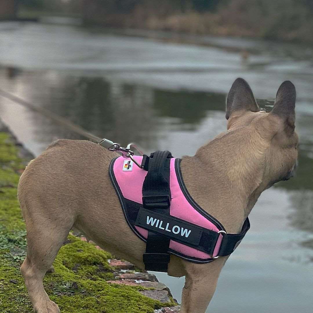 Harnais Réfléchissant pour Chien
