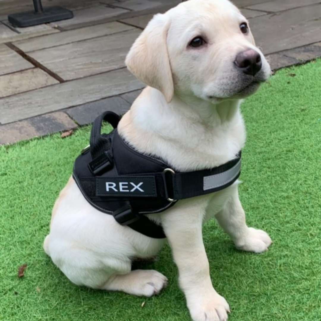 Harnais Réfléchissant pour Chien
